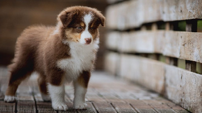 Les chiots de Berger Australien