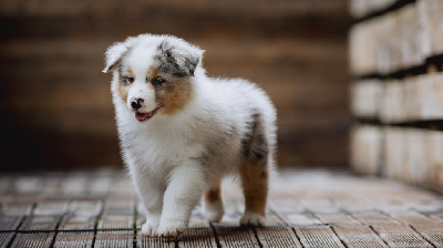 Les chiots de Berger Australien