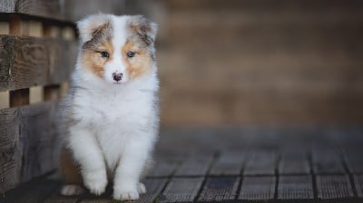 Les chiots de Berger Australien