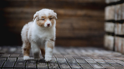 Les chiots de Berger Australien