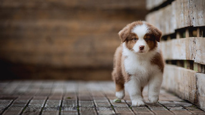 Les chiots de Berger Australien