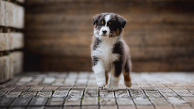 Les chiots de Berger Australien