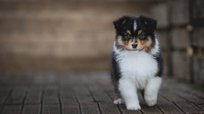 Les chiots de Berger Australien