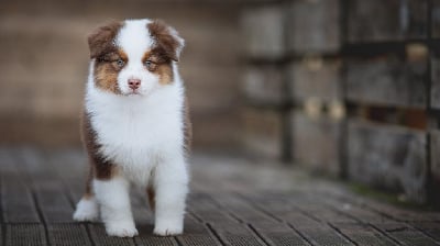 Les chiots de Berger Australien
