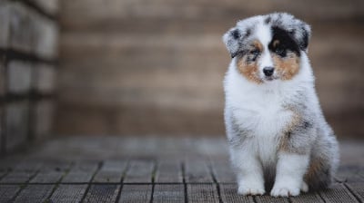 Les chiots de Berger Australien