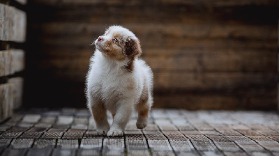 Les chiots de Berger Australien
