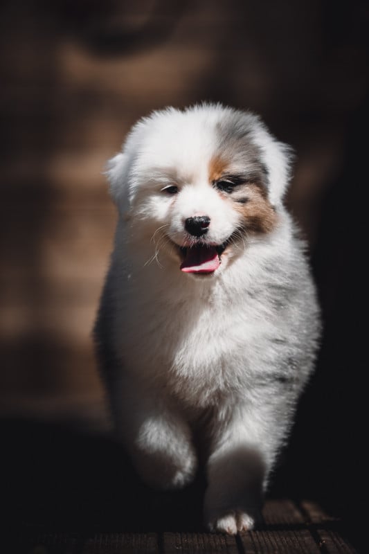 Berger Australien - de la Dune d'Ozalee