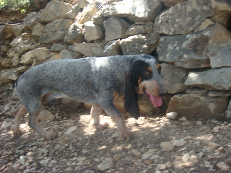 Publication : Des Hurleurs Du Montagnier