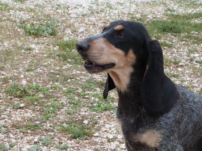 Publication : Des Hurleurs Du Montagnier Auteur : laurent