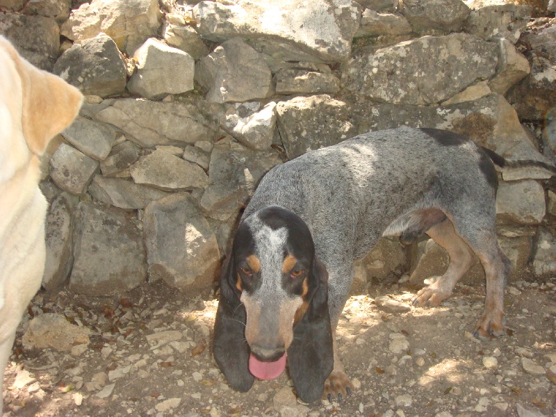 Publication : Des Hurleurs Du Montagnier