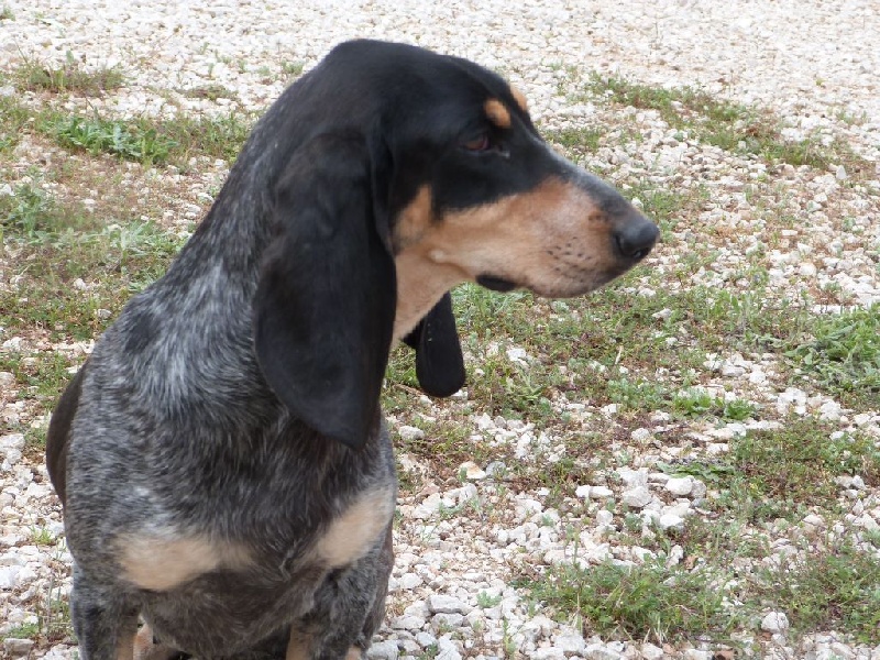 Publication : Des Hurleurs Du Montagnier Auteur : laurent