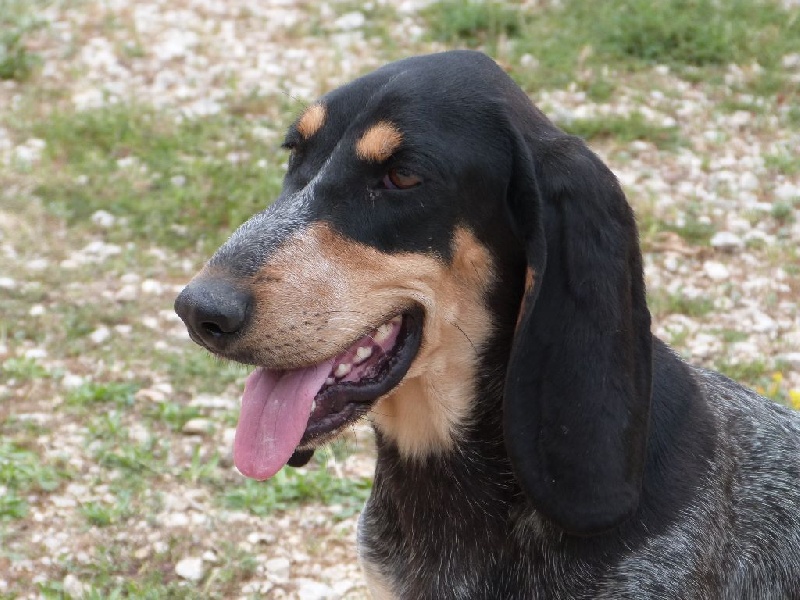 Publication : Des Hurleurs Du Montagnier Auteur : laurent