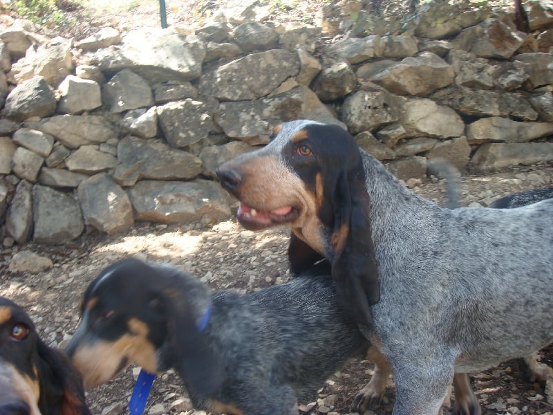 Publication : Des Hurleurs Du Montagnier