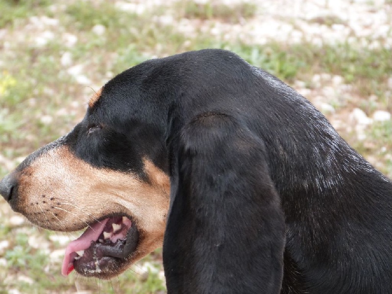 Publication : Des Hurleurs Du Montagnier Auteur : laurent