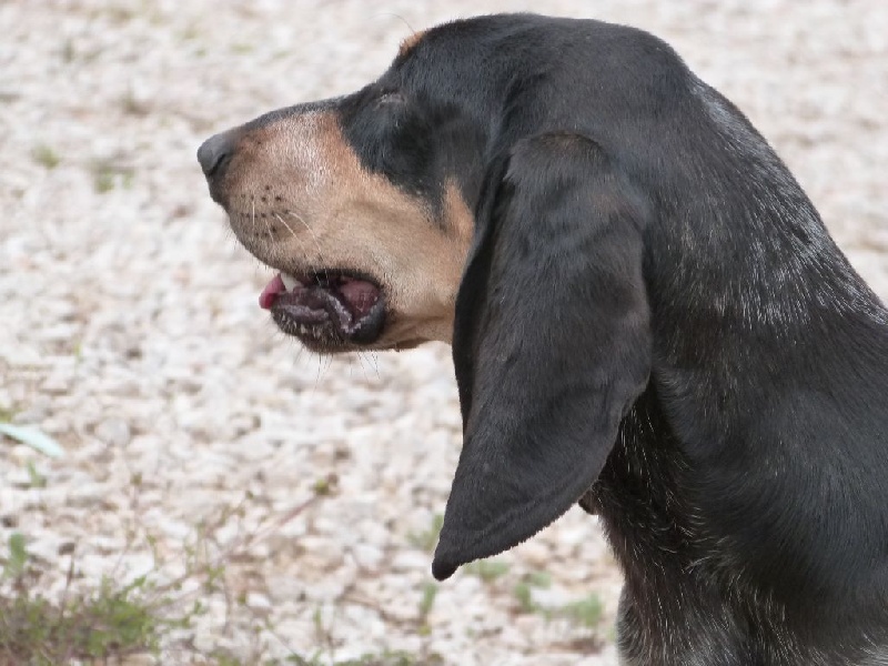 Publication : Des Hurleurs Du Montagnier Auteur : laurent