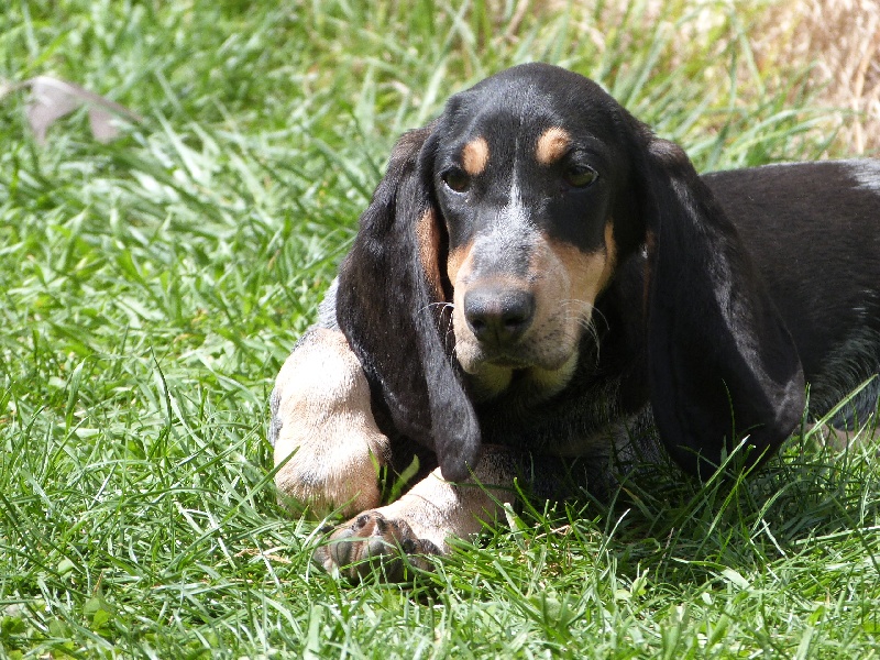 Publication : Des Hurleurs Du Montagnier