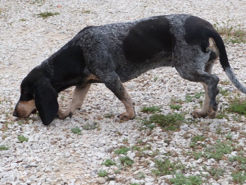 Publication : Des Hurleurs Du Montagnier Auteur : laurent