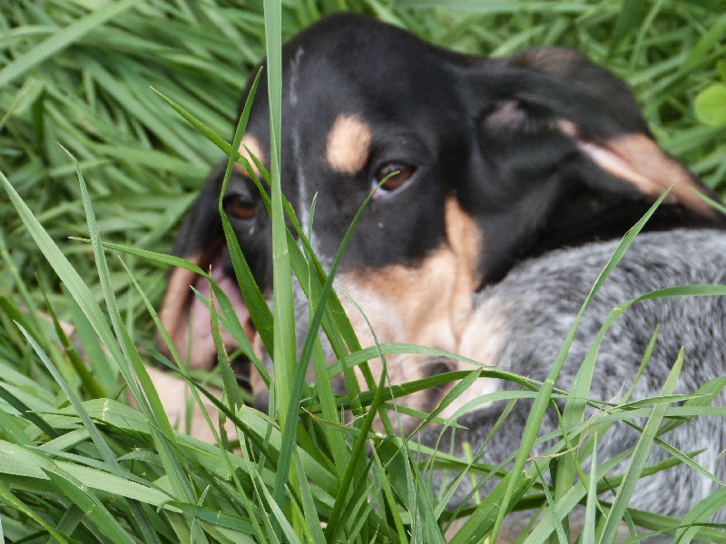 Publication : Des Hurleurs Du Montagnier