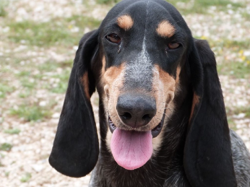 Publication : Des Hurleurs Du Montagnier Auteur : laurent