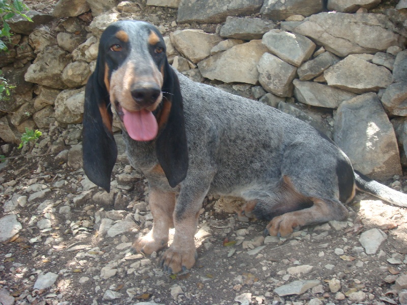 Publication : Des Hurleurs Du Montagnier