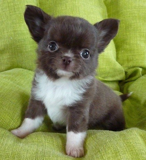 Publication : De Doukywa