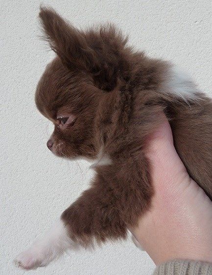 Publication : De Doukywa