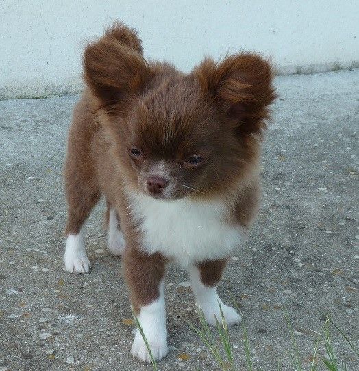 Publication : De Doukywa