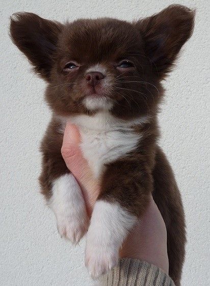 Publication : De Doukywa