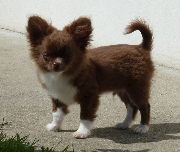 Publication : De Doukywa