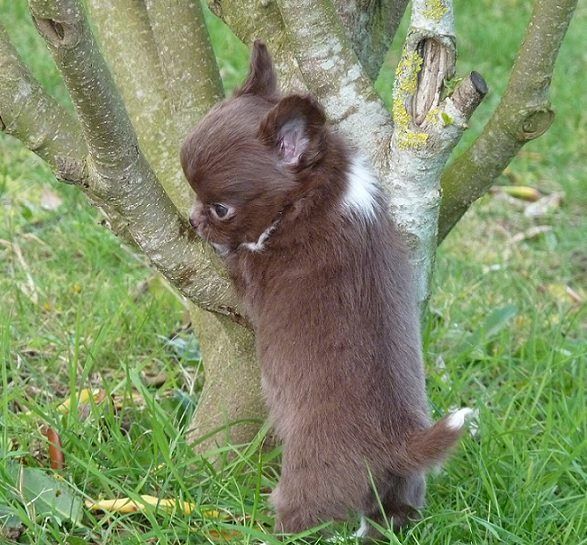 Publication : De Doukywa