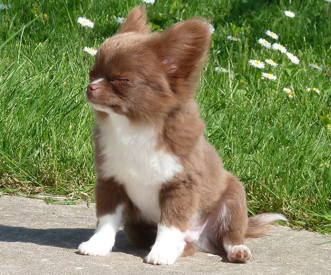 Publication : De Doukywa