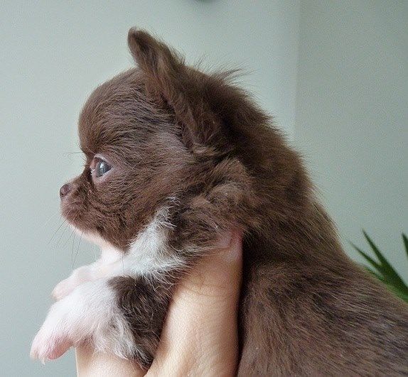 Publication : De Doukywa