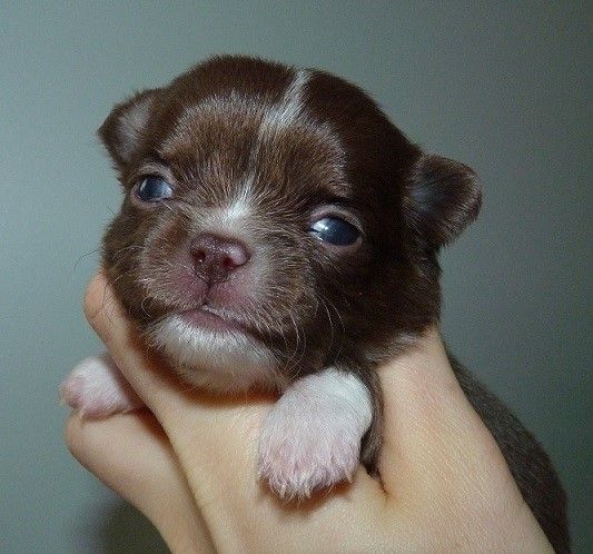 Publication : De Doukywa