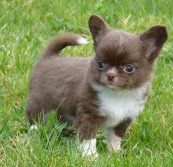 Publication : De Doukywa