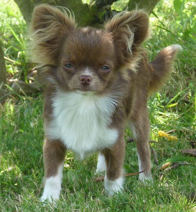 Publication : De Doukywa