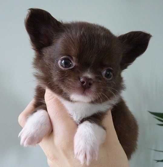 Publication : De Doukywa