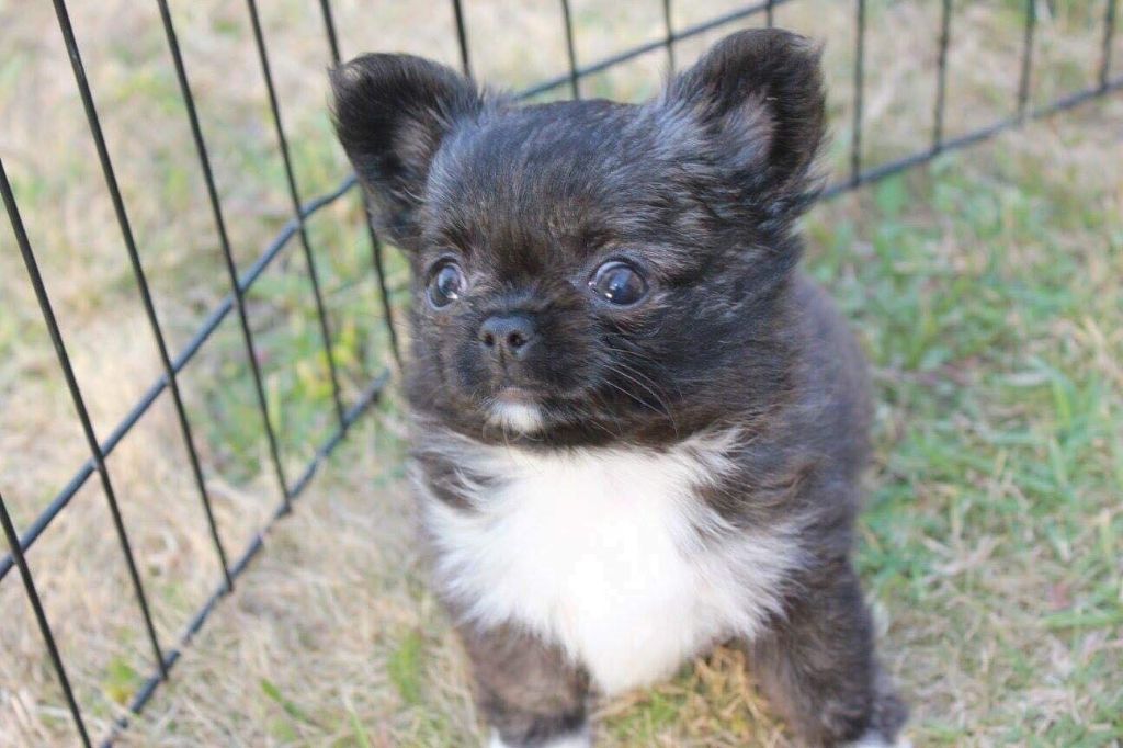 Publication : De Doukywa