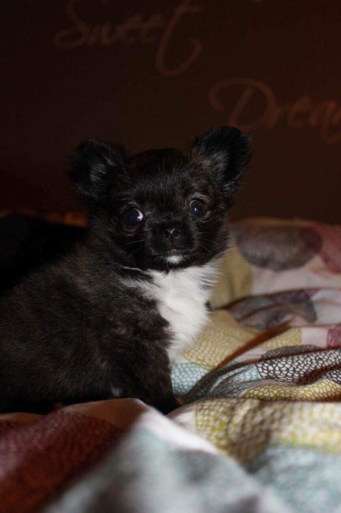 Publication : De Doukywa