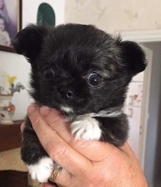 Publication : De Doukywa