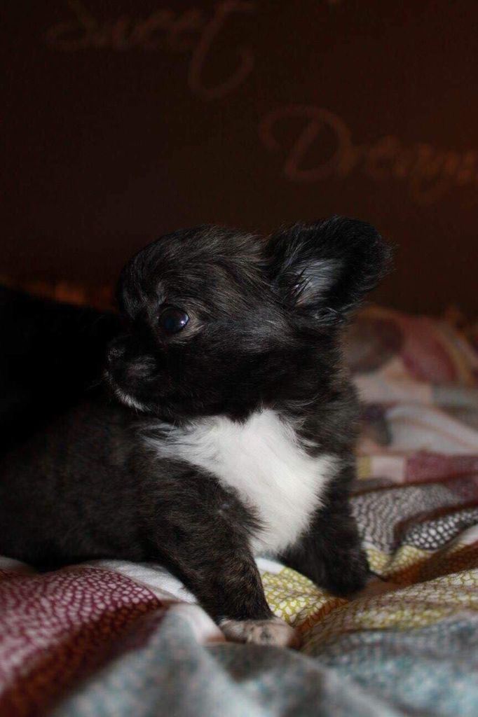 Publication : De Doukywa