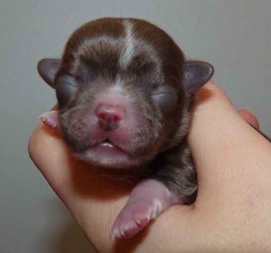 Publication : De Doukywa