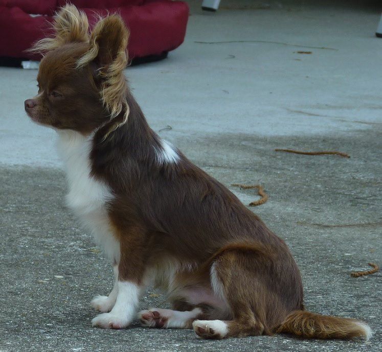 Publication : De Doukywa