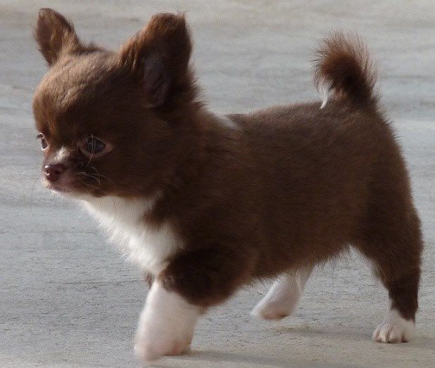 Publication : De Doukywa