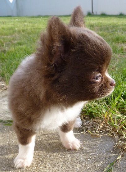 Publication : De Doukywa