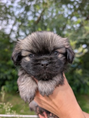 Les chiots de Epagneul tibetain