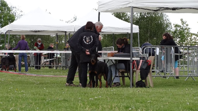 Ieko du Murier de Sordeille - Très prometteur classe Puppy