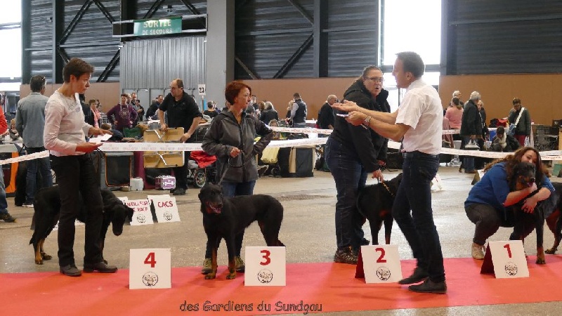 Ieko du Murier de Sordeille - 3ème Excellent en classe ouverte femelle