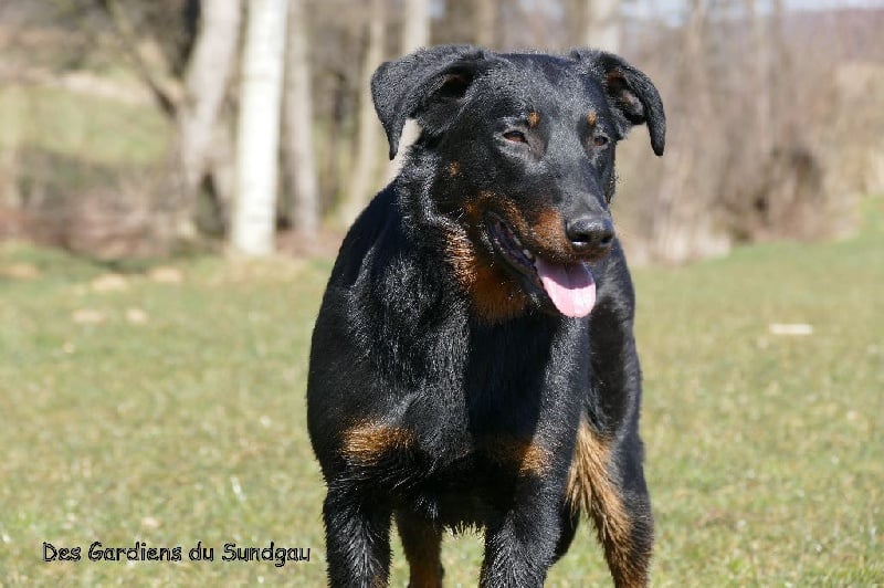 Ieko du Murier de Sordeille - Excellent, 252.5/280 pts, 1ère/19