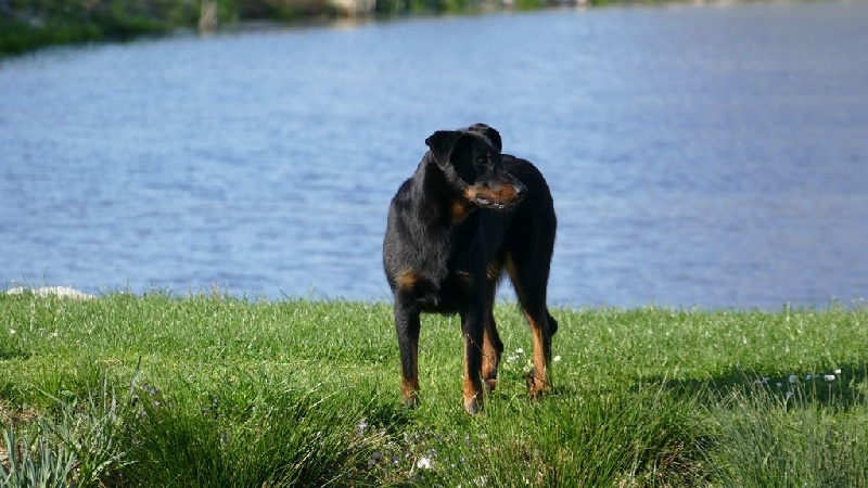 Ieko du Murier de Sordeille - 4ème Excellent