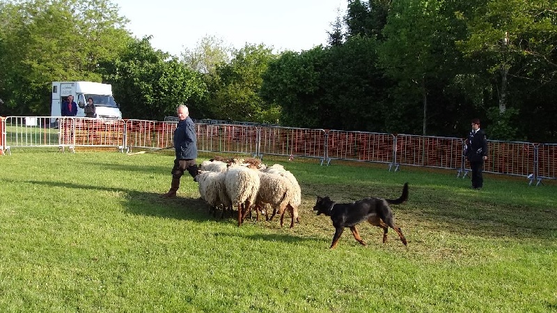Ieko du Murier de Sordeille - CANT Troupeaux